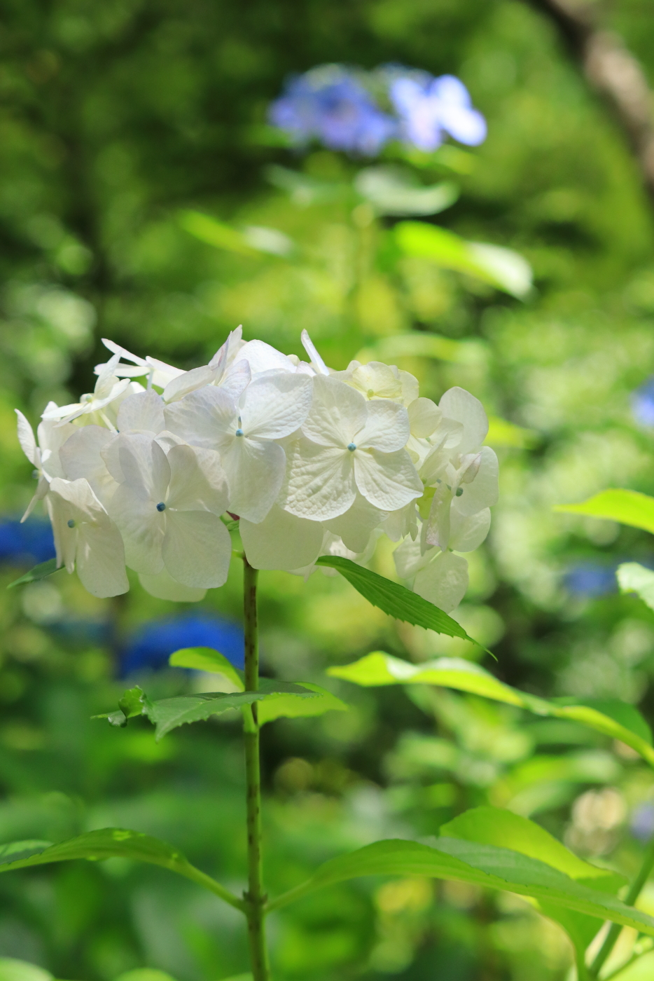ｓIMG_6943 泉